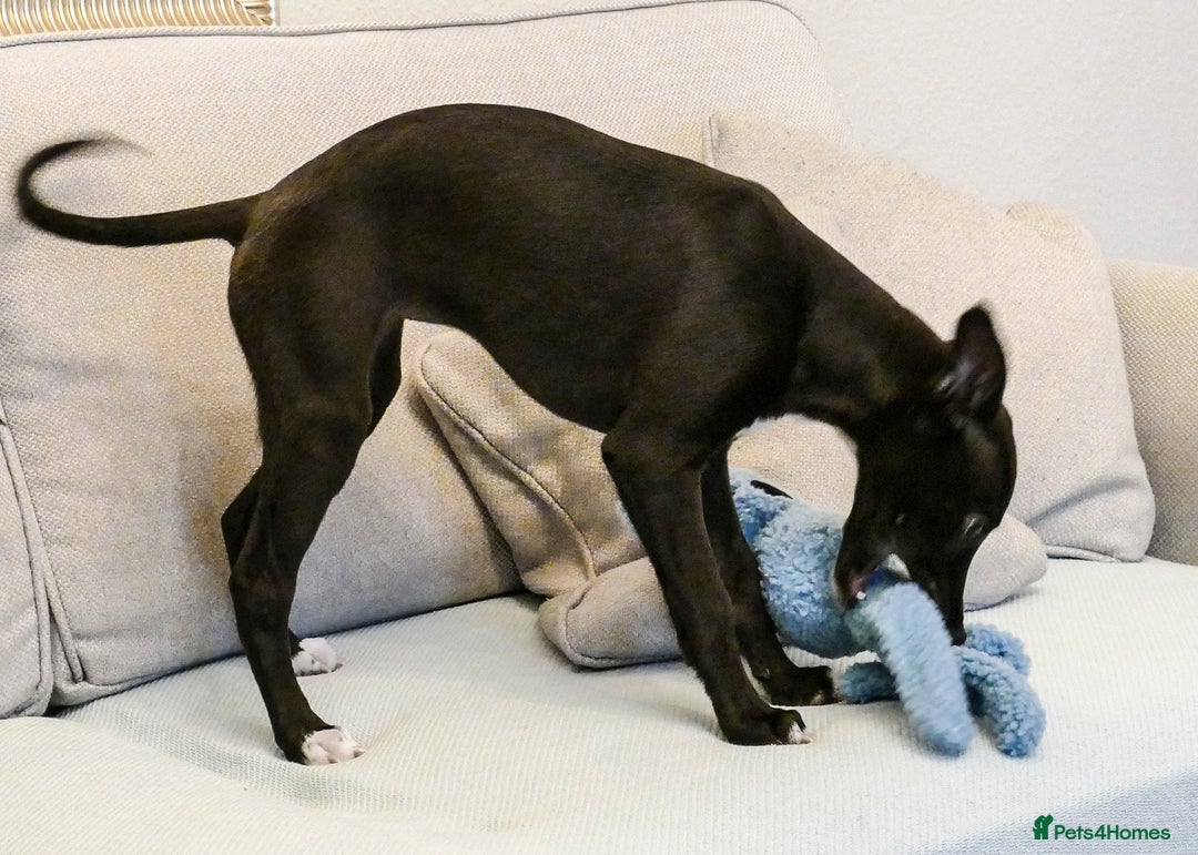 Whippet dogs for sale: Pedigree Whippet Purebred Girl now available - Image 2