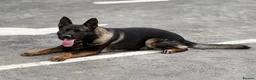 German Shepherd dogs for stud: German Shepherd Stud | Kaiser | 5 Years Old in Mitcham - Advert 4