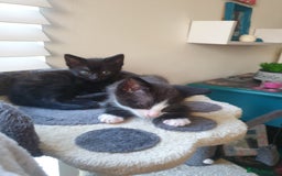 Domestic Shorthair cats for sale: Beautiful Domestic Short-haired kittens - Image 6