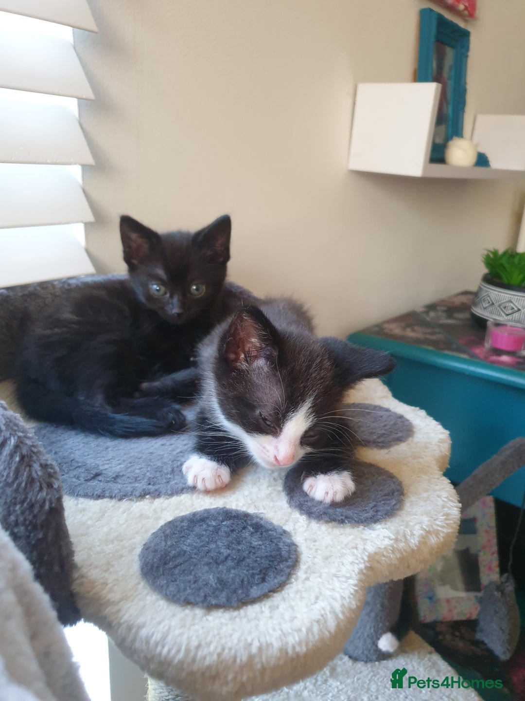 Domestic Shorthair cats for sale: Beautiful Domestic Short-haired kittens - Image 6