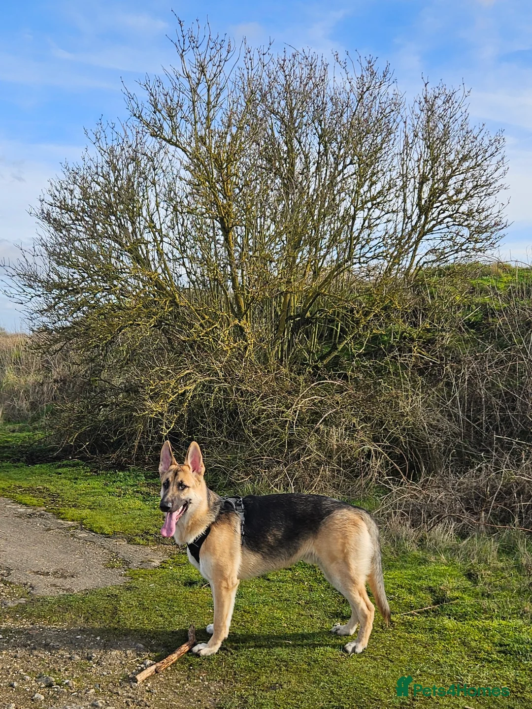 German Shepherd dogs for sale: GSD Puppy - 5 Star home required - Advert 2