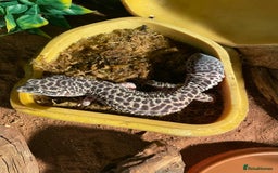 Leopard Gecko reptiles for sale: Male snow Mack leopard gecko  - Image 4