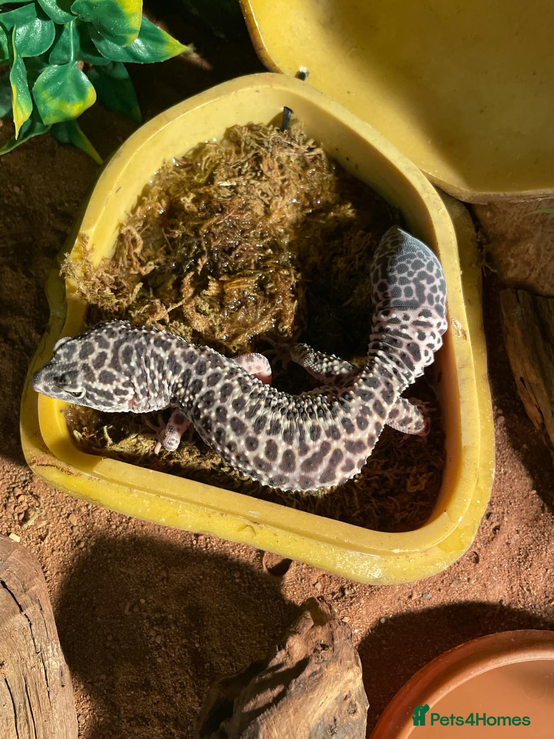 Leopard Gecko reptiles for sale: Male snow Mack leopard gecko  - Image 4