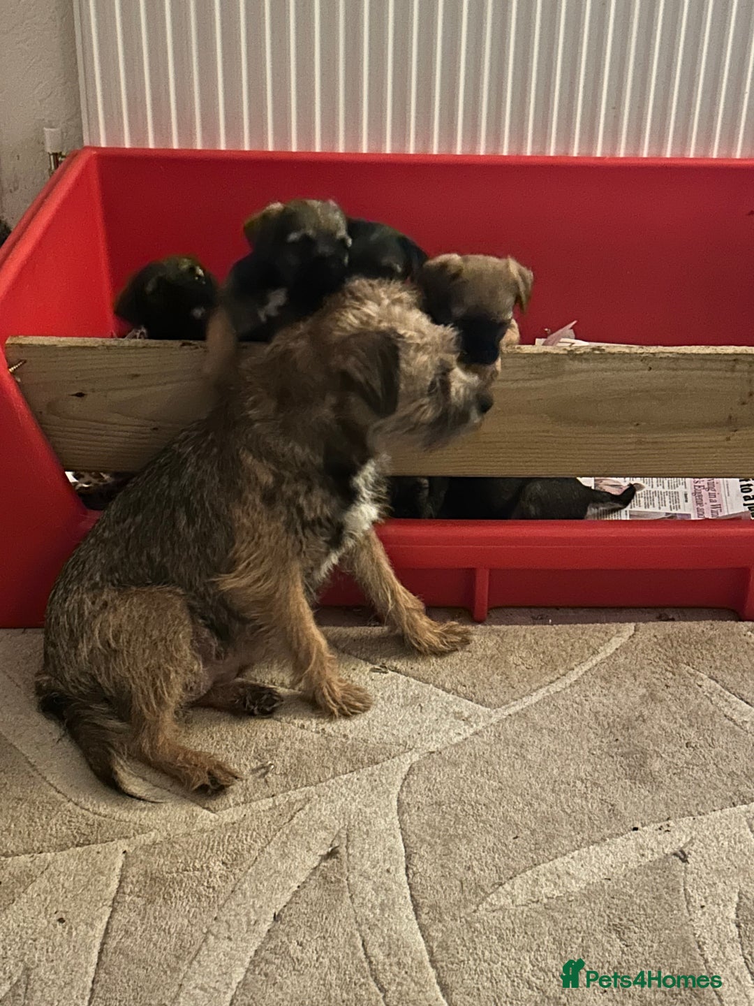 Border Terrier dogs for sale: Beautiful Border Terrier Pups - Advert 8