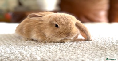 French Lop rabbits - Advert 3