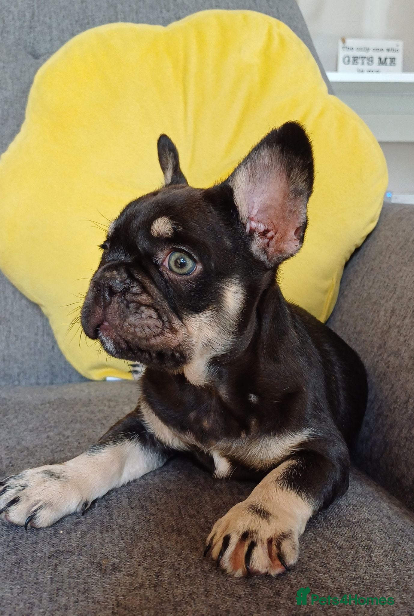 French Bulldog dogs Ready now, quality French Bulldog Puppies  - Advert 19