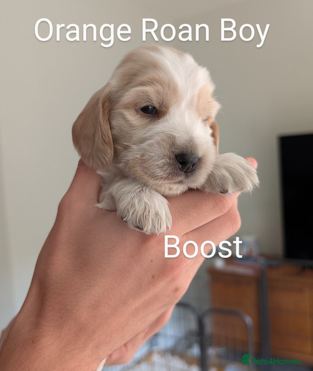 Cocker Spaniel dogs for sale: KC Show Cocker Spaniel pups  - Image 1