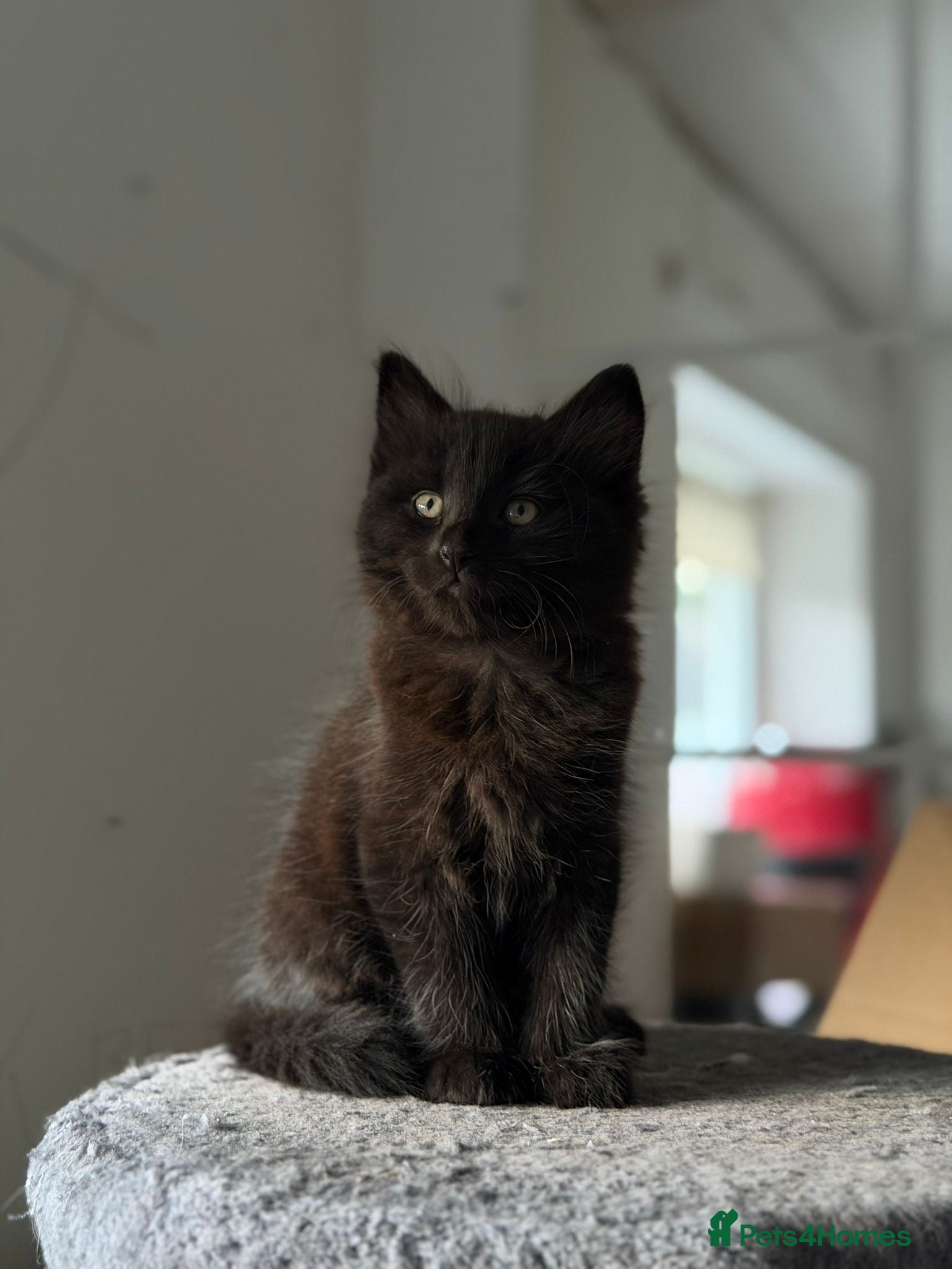 Maine Coon cats 3x Maine Coon kittens available NOW - Advert 1