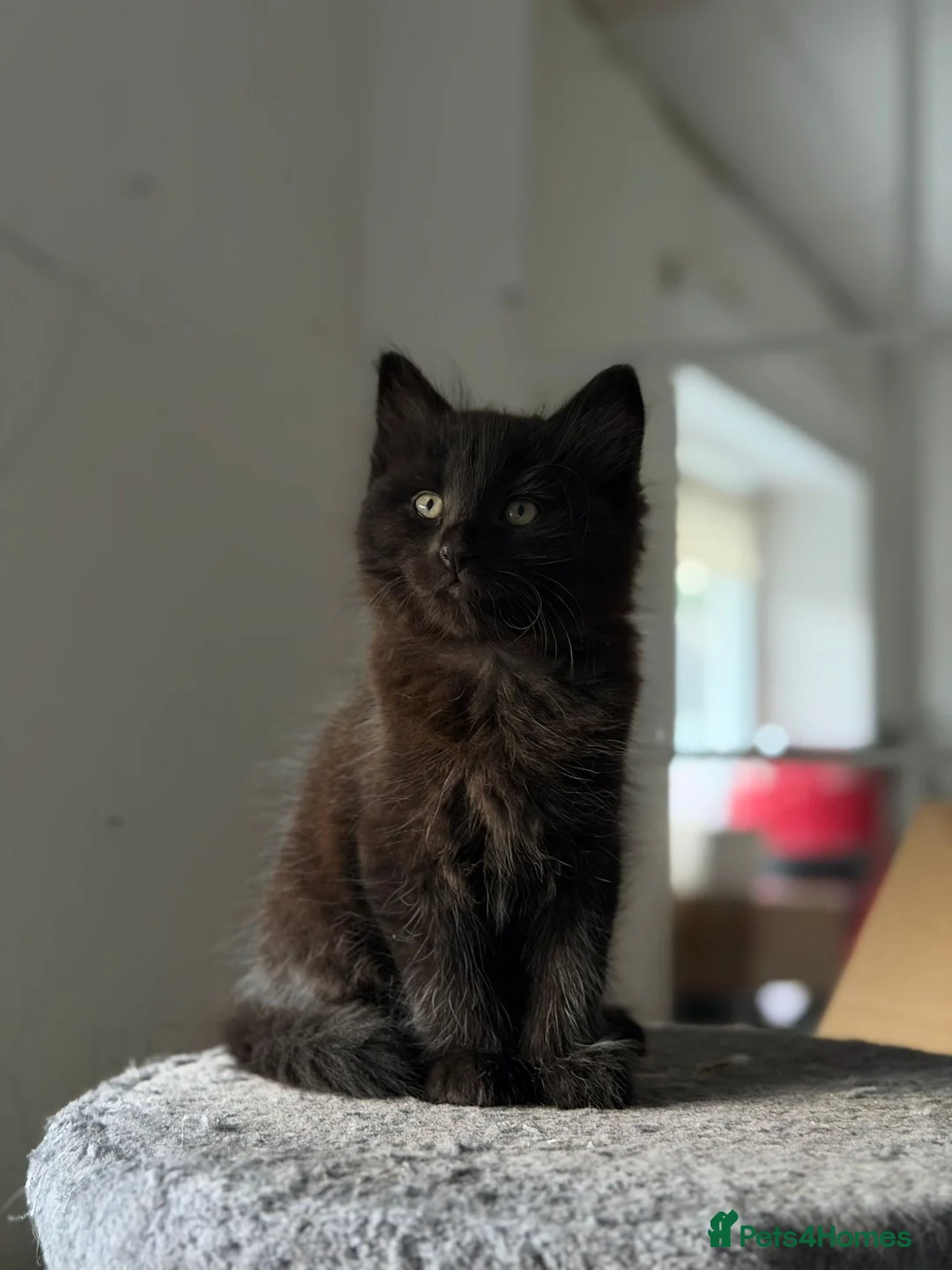 Maine Coon cats for sale: 3x Maine Coon kittens available NOW - Advert 1