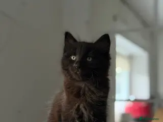 Mixed Breed cats 3x Maine Coon kittens available NOW - Advert 11