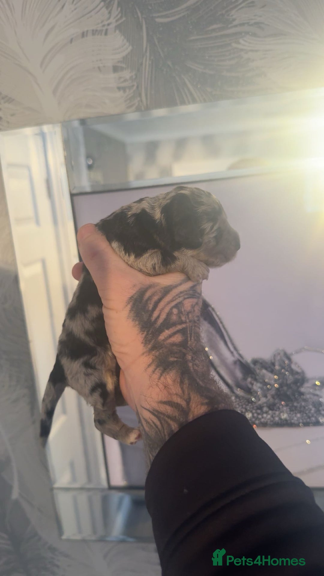 Cockapoo dogs for sale: Stunning F1b Merle cockapoos  - Advert 9