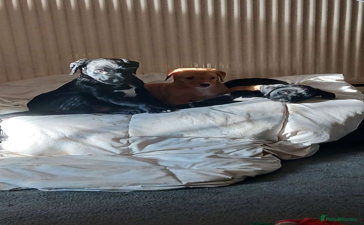 Mixed Breed dogs - Advert 14
