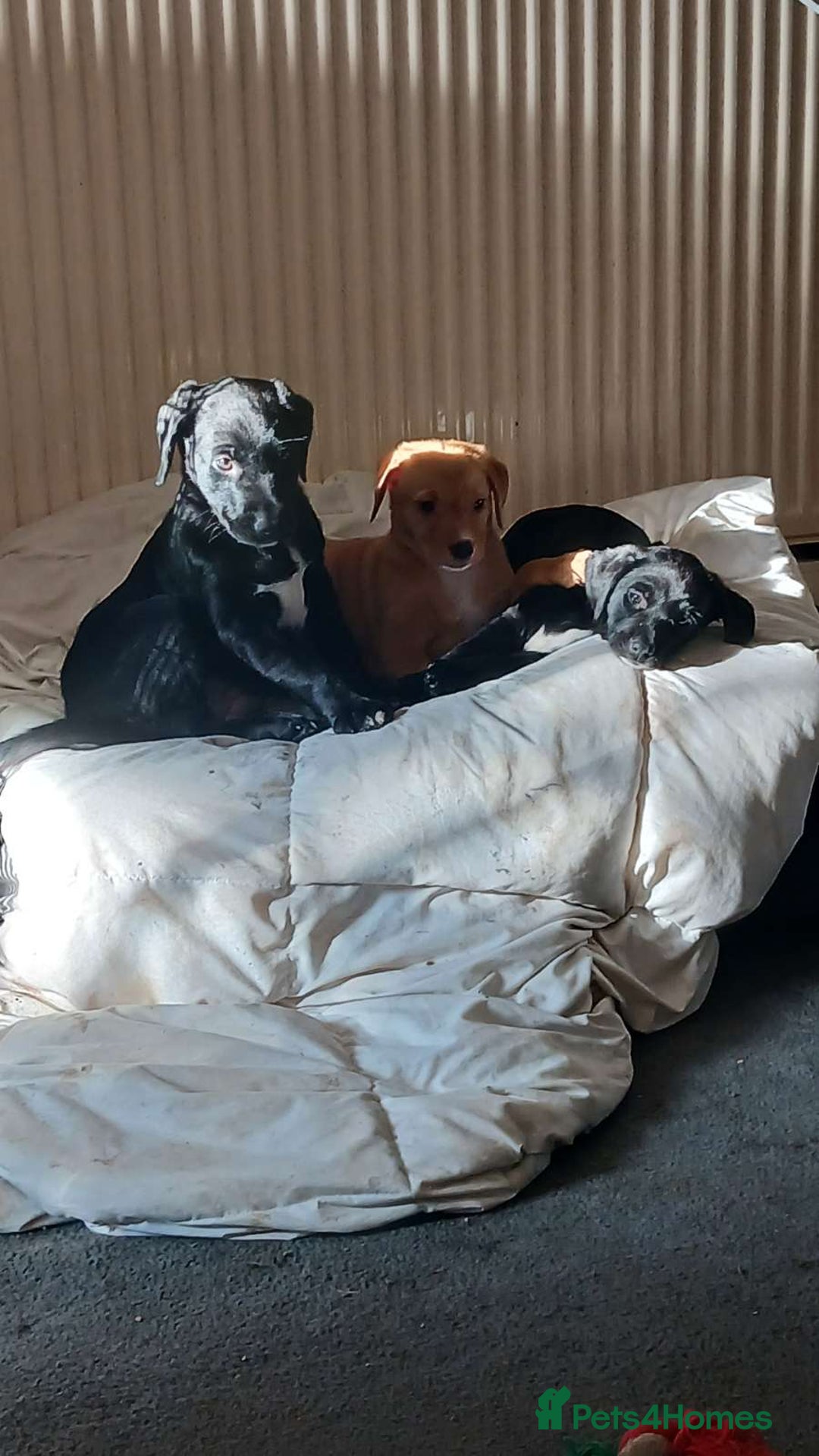 Mixed Breed dogs for sale: 4x Lab×Collie puppys - Image 1