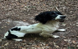 English Springer Spaniel dogs for sale: KC reg ESS Spanial bitch fully trained  - Image 1