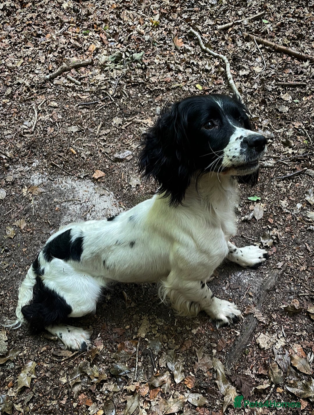 English Springer Spaniel dogs for sale: KC reg ESS Spanial bitch fully trained  - Image 1