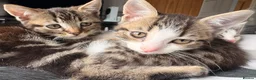 American Wirehair cats for sale: 1 Male 1 Female kitten - Advert 3