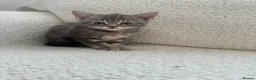 Domestic Shorthair cats for sale: Two kittens looking for their forever home 🐾 - Advert 6