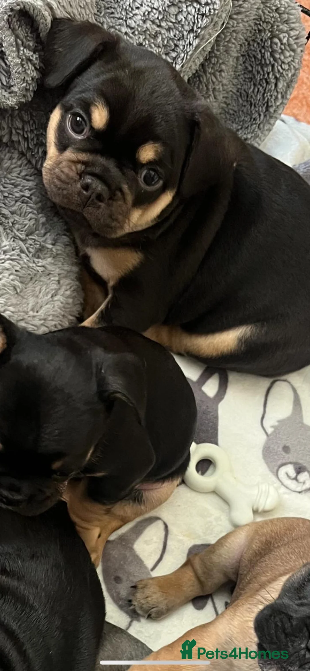 French Bulldog dogs for stud: 🔥 PLATINUM LILAC & TAN FLUFFY - WELL PROVEN- KC   in Blackpool - Advert 38