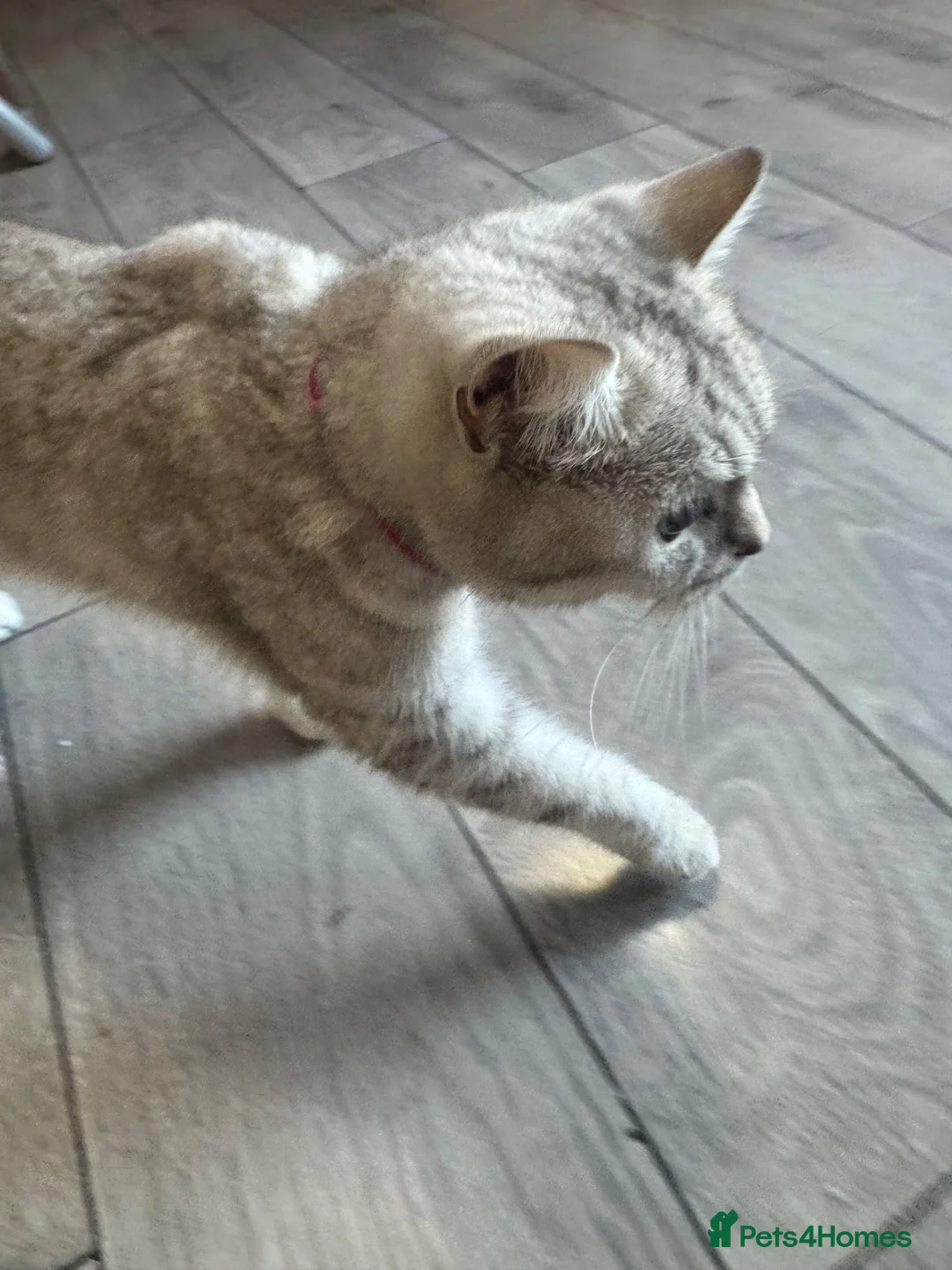 British Shorthair cats for sale: Kitten’s off bsh silver tabby  - Advert 9