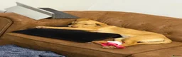 Labrador Retriever dogs for sale: KC Reg FoxRed Labrador Retriever 8 Months Old  - Advert 3