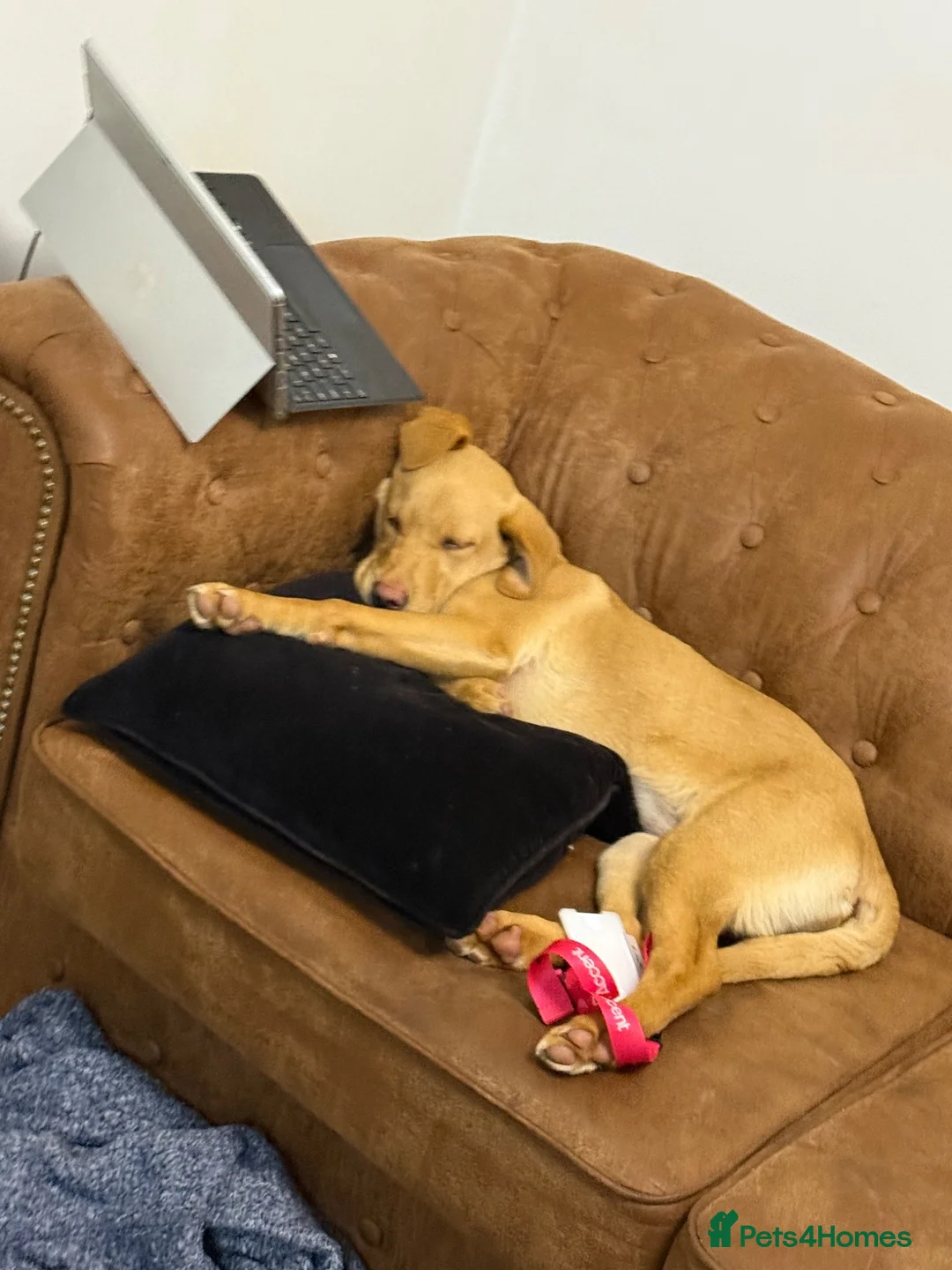 Labrador Retriever dogs for sale: KC Reg FoxRed Labrador Retriever 8 Months Old  - Advert 3