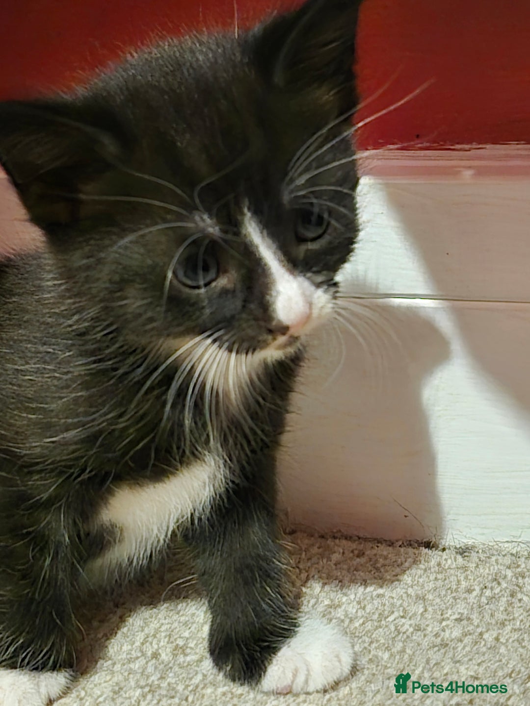 Mixed Breed cats for sale: Gorgeous black & white x tabby male kitten  - Image 3