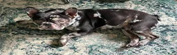 French Bulldog dogs for adoption: French bull dog - Advert 4