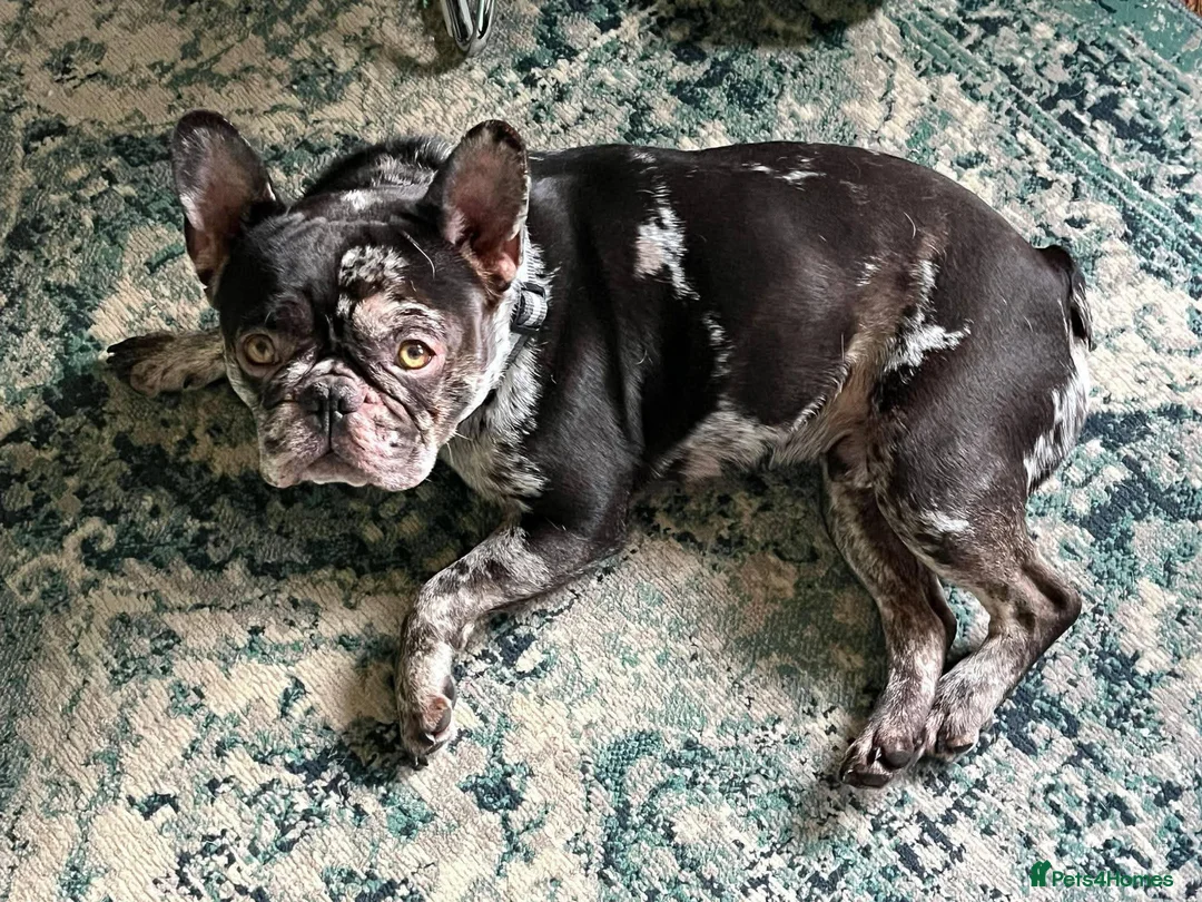 French Bulldog dogs for adoption: French bull dog - Advert 4