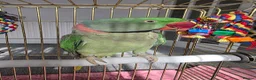 Parrots birds for sale: Alexandrine parrot - Advert 2