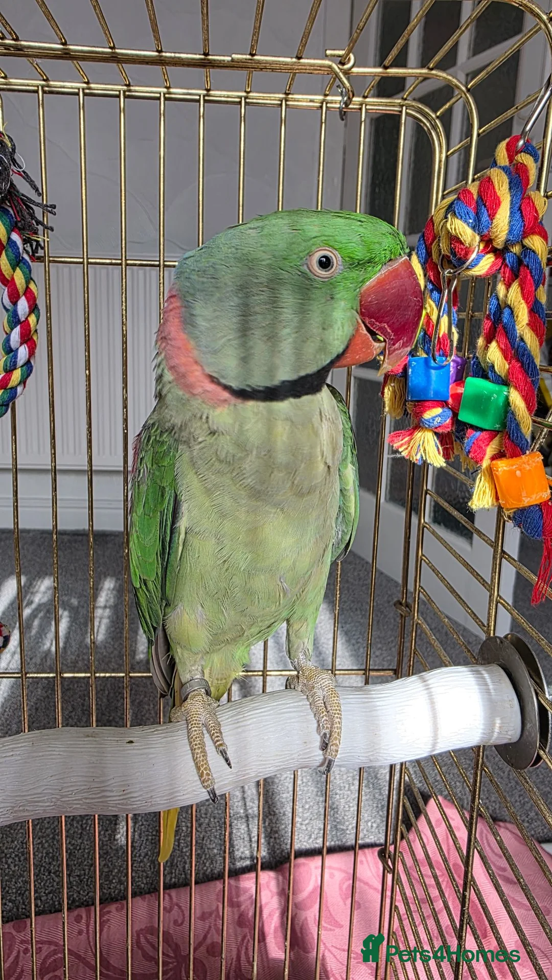 Parrots birds for sale: Alexandrine parrot - Advert 2