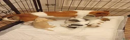 Chihuahua dogs for sale: Adorable Chihuahua Puppies – 2 Girls & 1 Boy  in South Queensferry - Advert 2