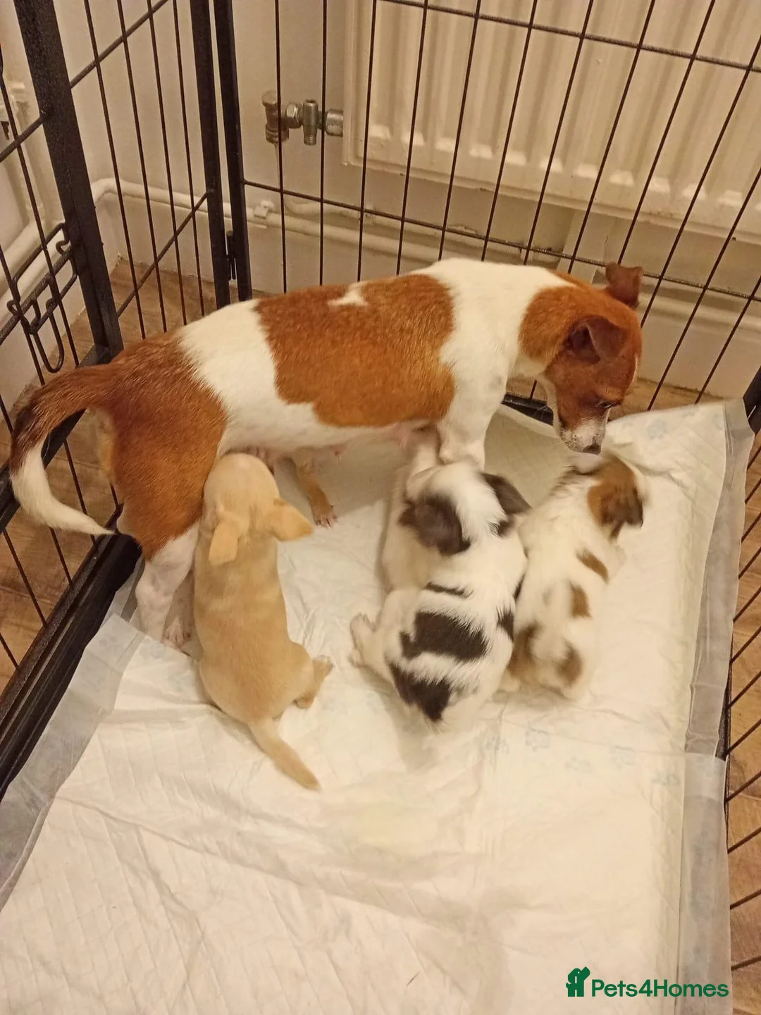 Chihuahua dogs for sale: Adorable Chihuahua Puppies – 2 Girls & 1 Boy  in South Queensferry - Advert 2