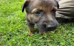 German Shepherd dogs for sale: Germany 🇩🇪 shepherd puppies dogs 🐕 big boned - Image 16