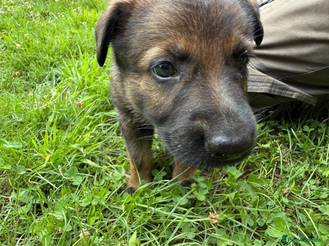 German Shepherd dogs for sale: Germany 🇩🇪 shepherd puppies dogs 🐕 big boned - Image 16