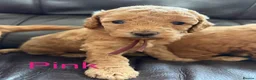 Miniature Poodle dogs for sale: KC DNA Health Tested Red Miniature Poodle Puppies in Glasgow - Advert 15