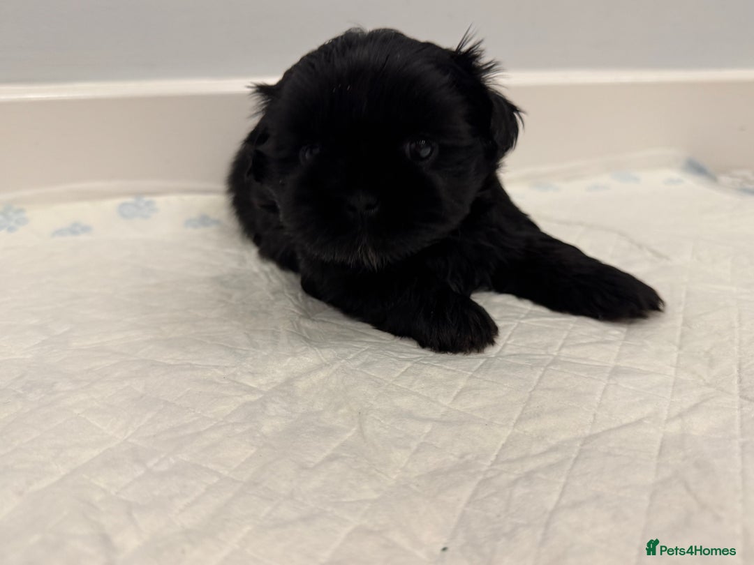 Shih Tzu dogs for sale: ✨ Exceptional Shih Tzu Puppies – Available✨ - Advert 20