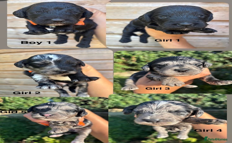 Cockapoo dogs - Advert 15