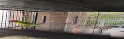 Parakeets birds for sale: Plumhead Pair - Advert 2
