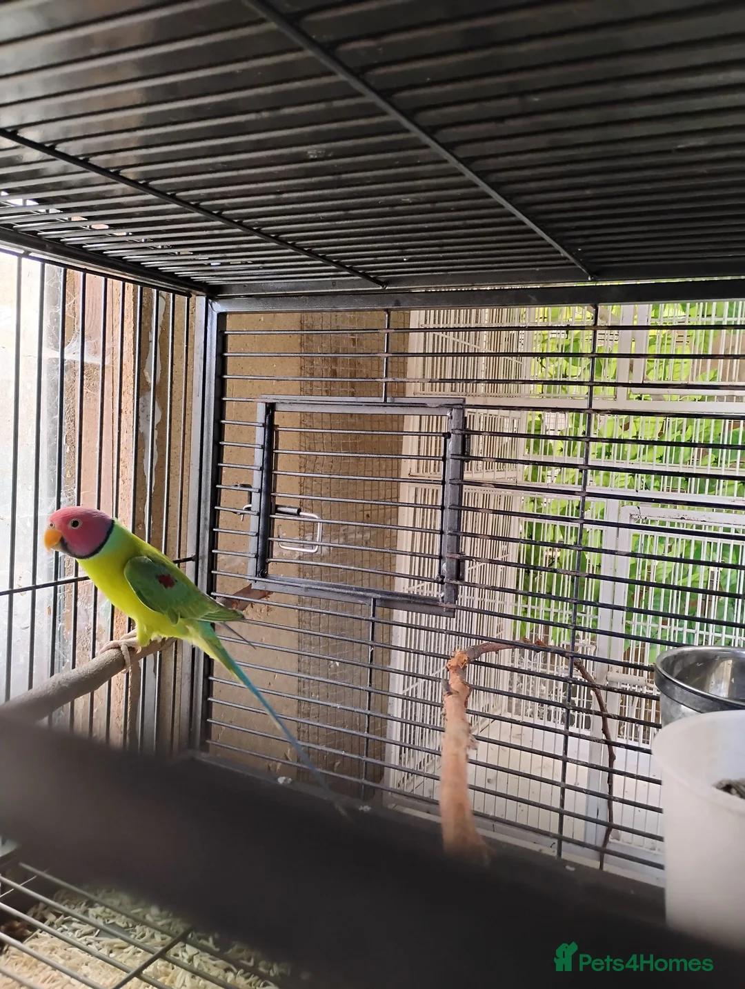 Parakeets birds for sale: Plumhead Pair - Advert 2