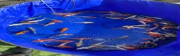 Pond Fish fish for sale: Pond closure Koi in Coventry - Advert 1