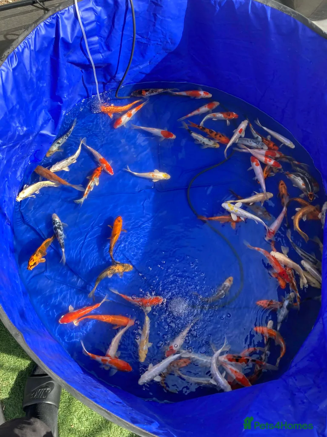 Pond Fish fish for sale: Pond closure Koi in Coventry - Advert 1