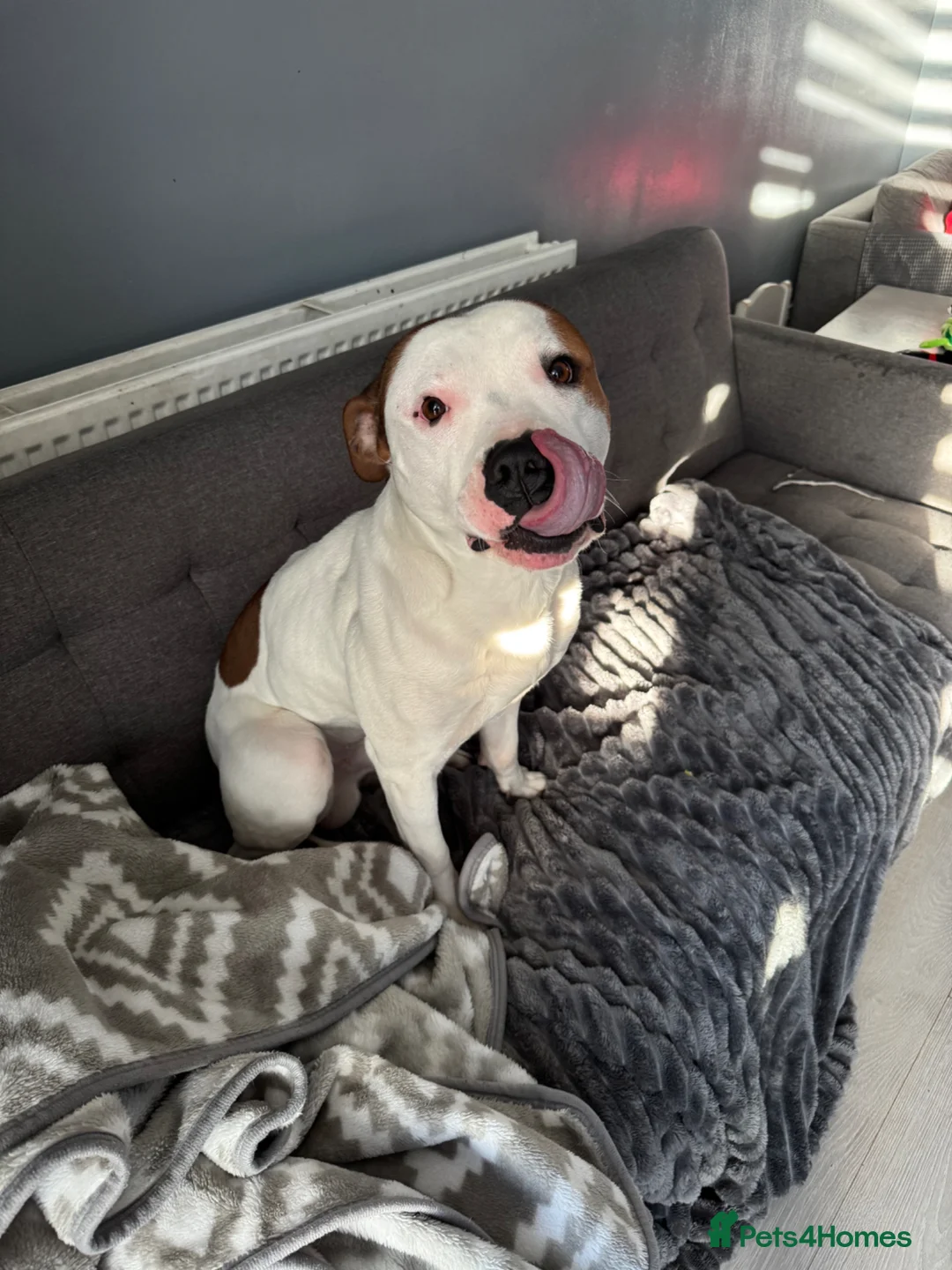 Staffordshire Bull Terrier dogs for sale: Loard - Advert 2