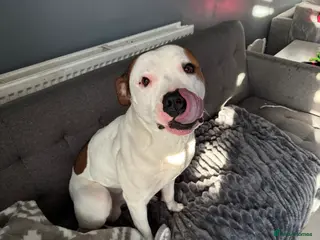 Staffordshire Bull Terrier dogs Leo Stafford - Advert 3