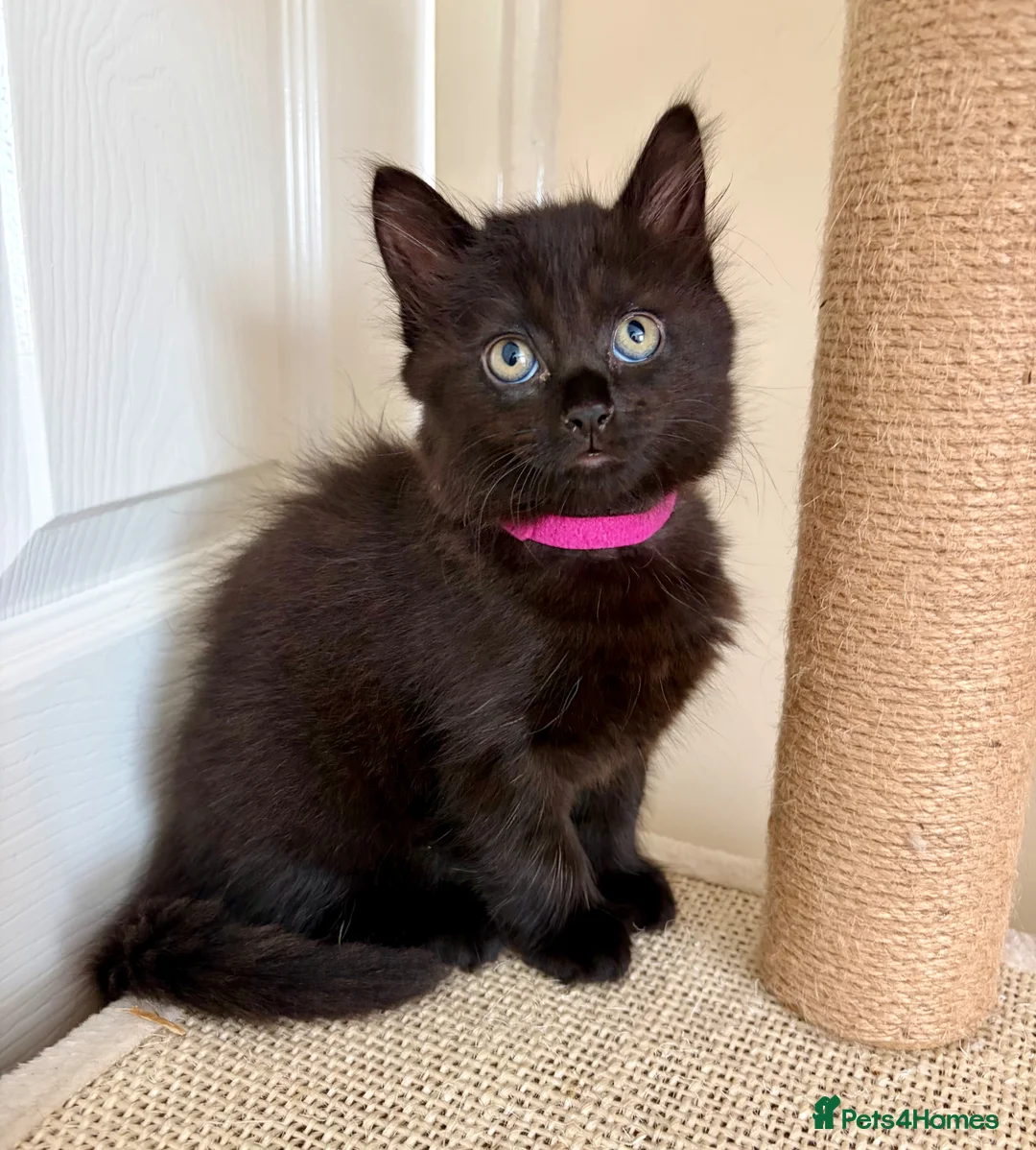 Mixed Breed cats for sale: Fluffy Lil Bear Cubs - Advert 2