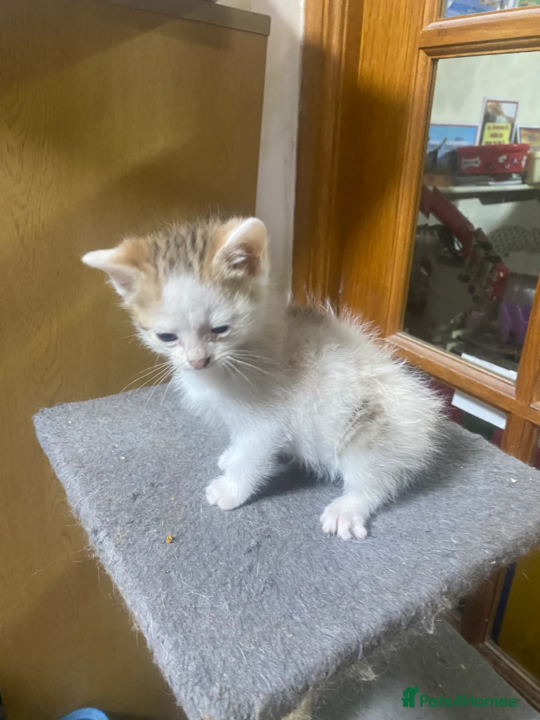 British Shorthair cats for sale: British Short Hair Kitten For Sale  - Advert 2