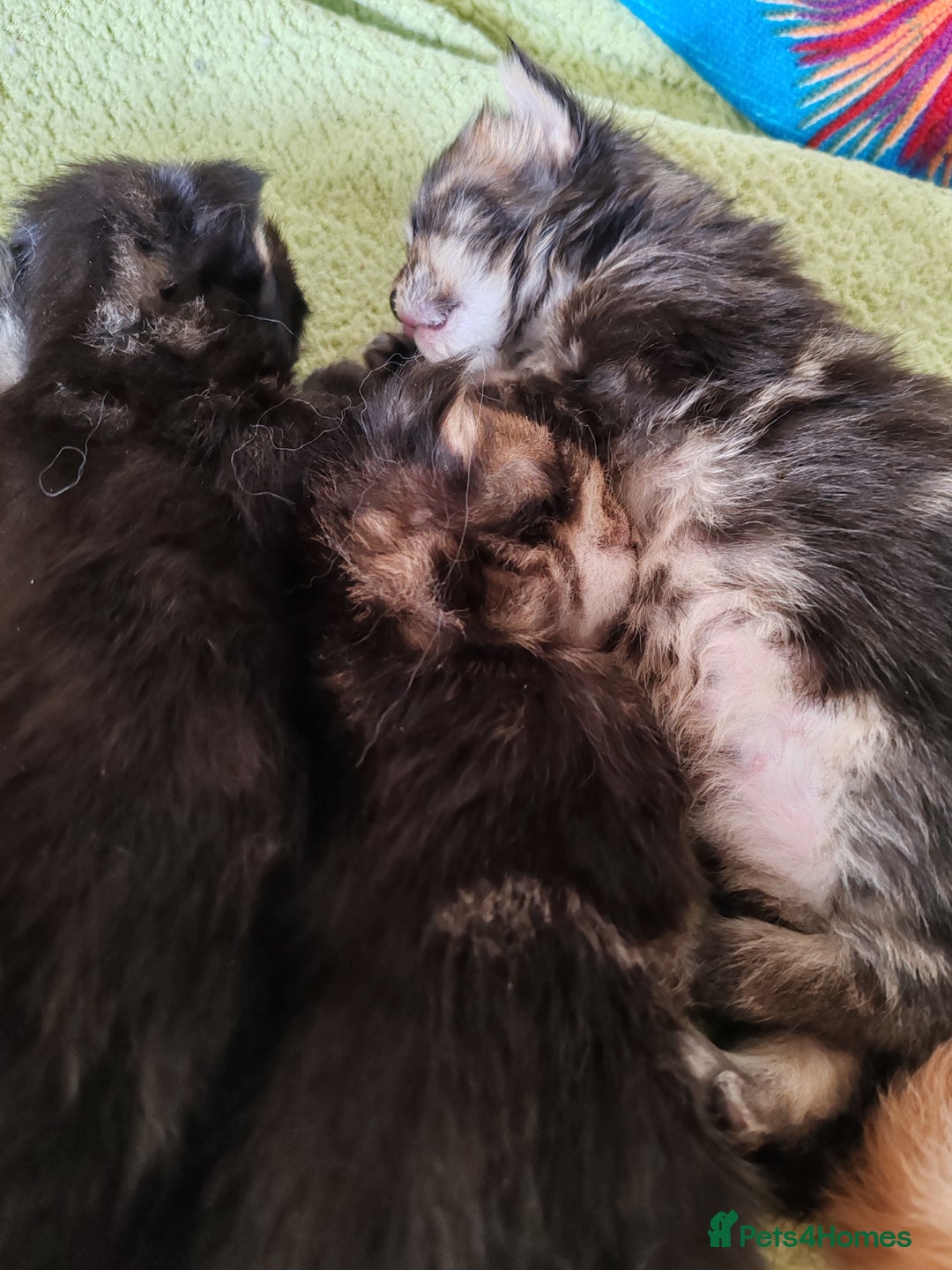 Maine Coon cats for sale: V. Vilma  - Advert 28