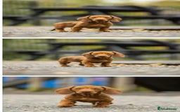 Dachshund dogs for sale: Dachshund carrying pink and fluff - Image 2