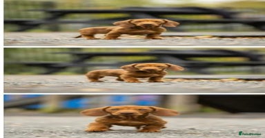 Dachshund dogs Dachshund carrying pink and fluff - Advert 4