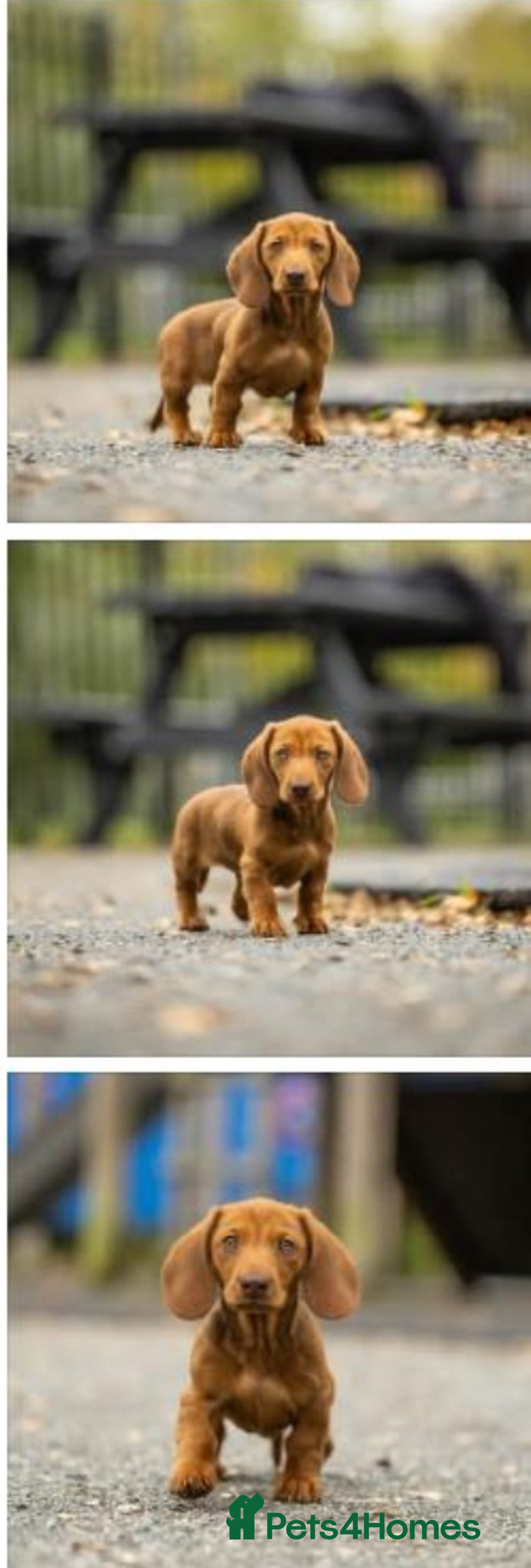 Dachshund dogs for sale: Dachshund carrying pink and fluff - Image 2