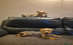 Yorkshire Terrier dogs for sale: Yorkshire terrier pappy for sale - Image 6